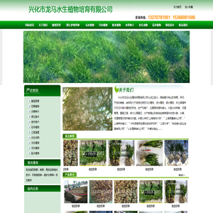 兴化市龙马水生植物培育有限公司